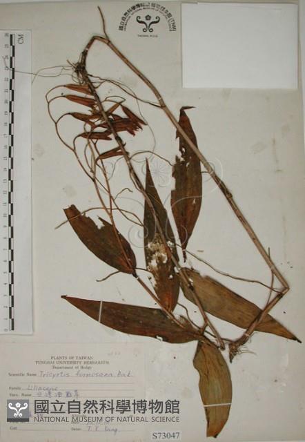 臺灣油點草藏品圖，第1張