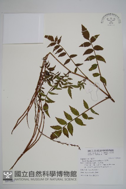 毛子草藏品圖，第1張