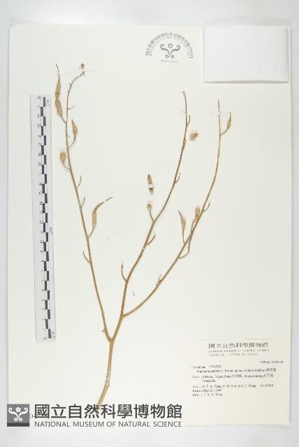 濱萊菔藏品圖，第1張