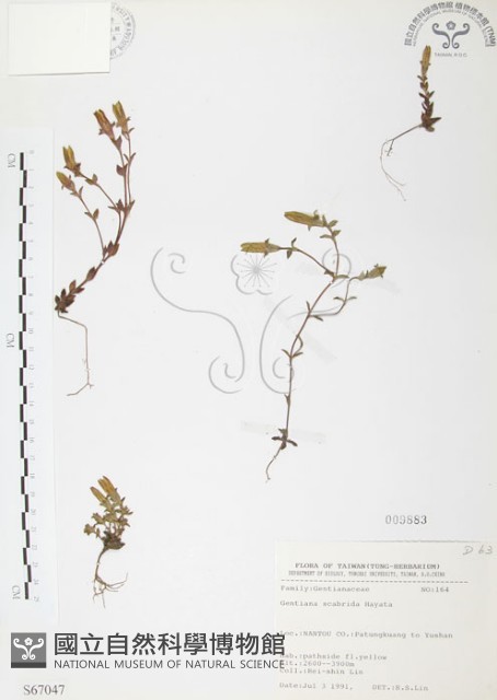 玉山龍膽藏品圖，第1張