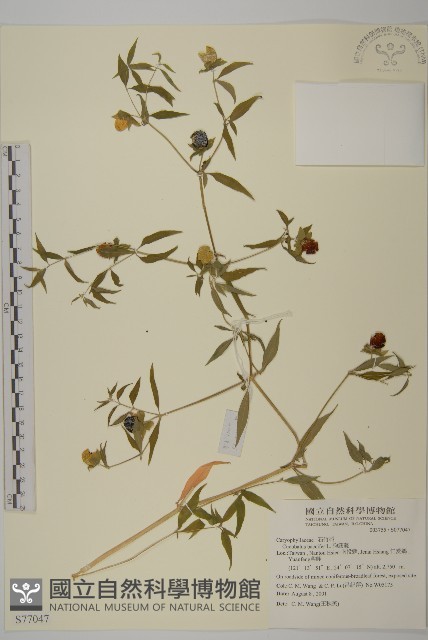 狗筋蔓藏品圖，第1張