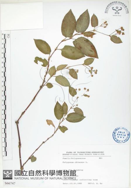 火炭母草、清飯藤藏品圖，第1張