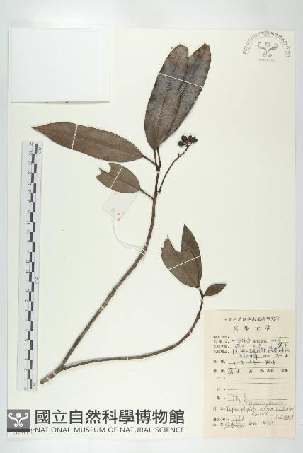 俄氏虎皮楠、蘭嶼虎皮楠、虎皮楠藏品圖，第1張