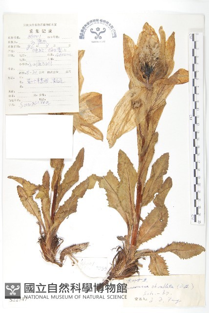 苞葉風毛菊藏品圖，第1張