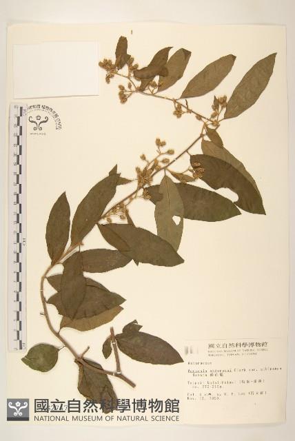 過山龍藏品圖，第1張