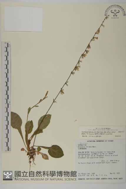 臺灣鬼督郵藏品圖，第1張