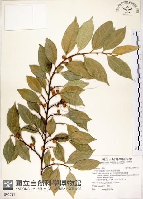菲律賓榕藏品圖，第1張