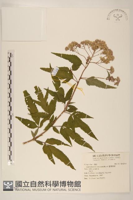 臺灣澤蘭藏品圖，第1張