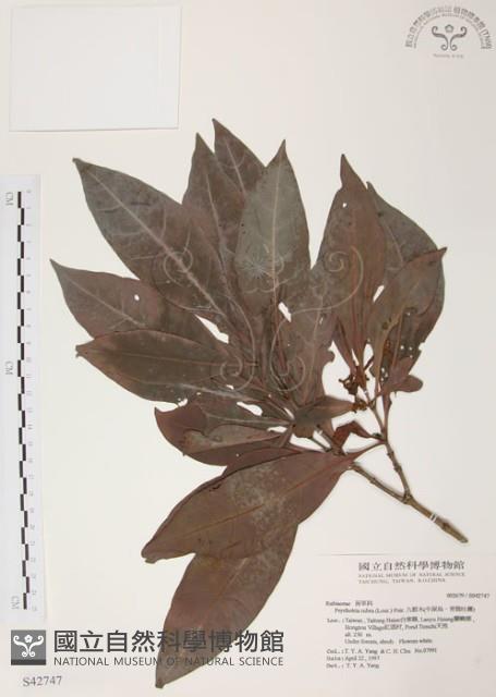 Manilla Psychotria Collection Image