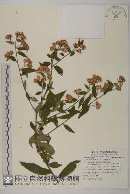 臺灣馬蘭藏品圖，第1張