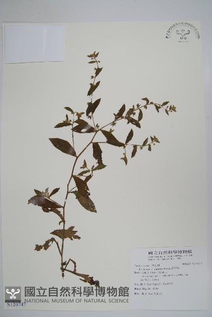 盾果草藏品圖，第1張