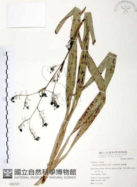 桔梗蘭藏品圖，第1張