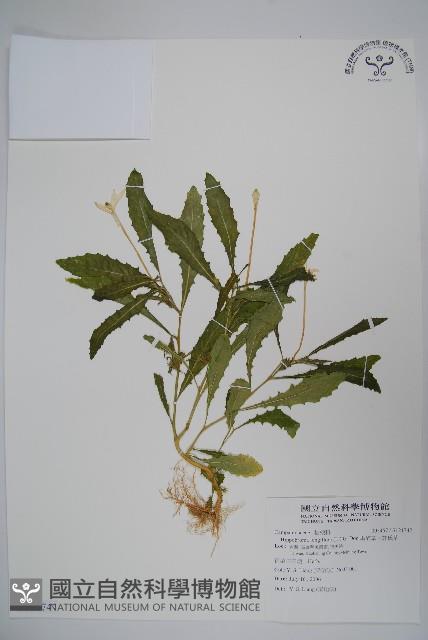 馬醉草、許氏草藏品圖，第1張