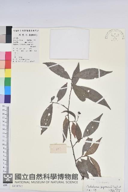 日本五月茶、南投五月茶藏品圖，第1張