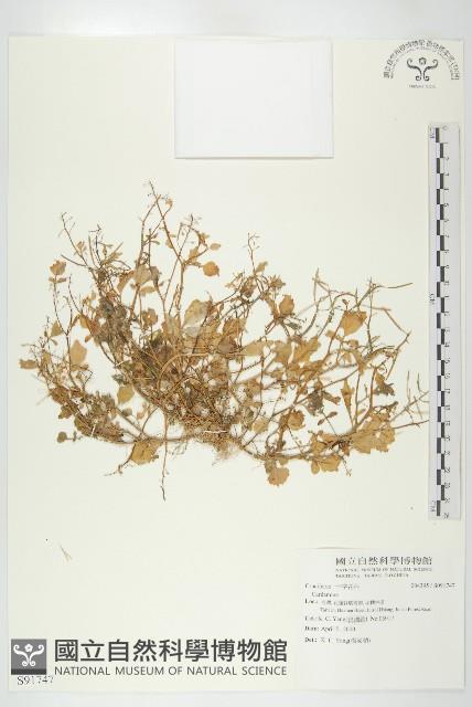 登錄號:S091747藏品圖，第1張