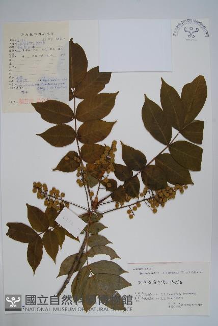 毛漆樹藏品圖，第1張