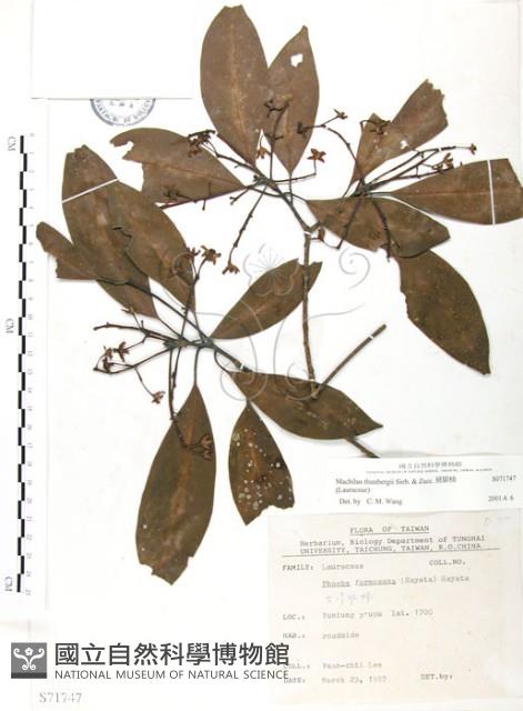 豬腳楠藏品圖，第1張