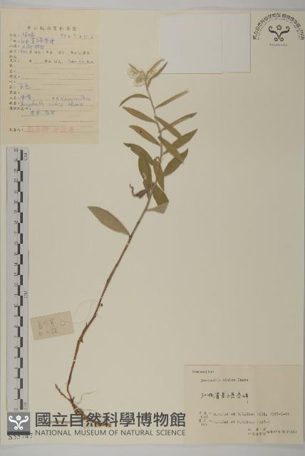 香青藏品圖，第1張