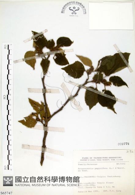 構樹藏品圖，第1張