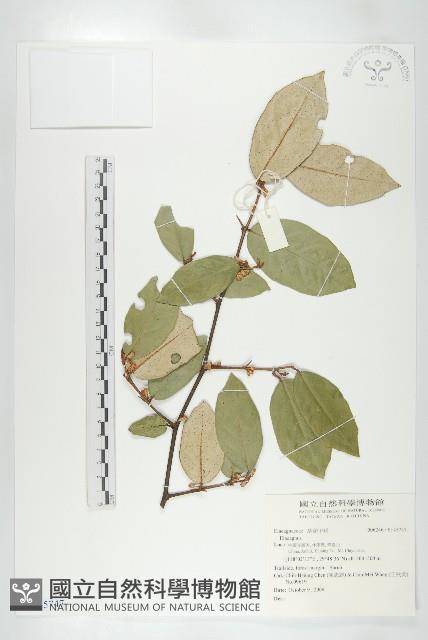 登錄號:S145747藏品圖，第1張