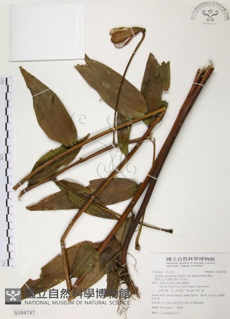 豔紅百合、豔紅鹿子百合藏品圖，第1張