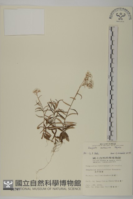 玉山抱莖籟簫藏品圖，第1張