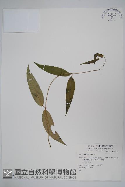 登錄號:S064747藏品圖，第1張