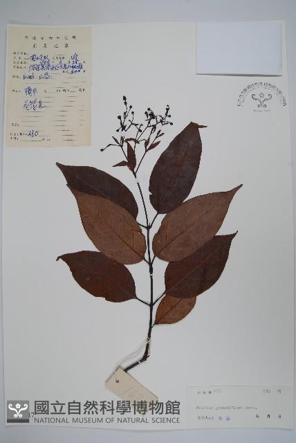 大花帘子藤藏品圖，第1張