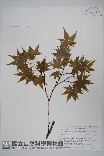 登錄號:S074747藏品圖，第1張