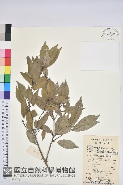 細葉青剛、黑稠、黑櫟、小葉青剛藏品圖，第1張