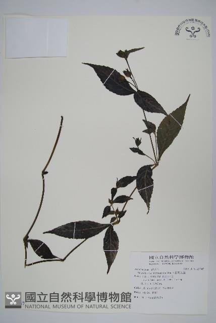 臺灣馬藍藏品圖，第1張