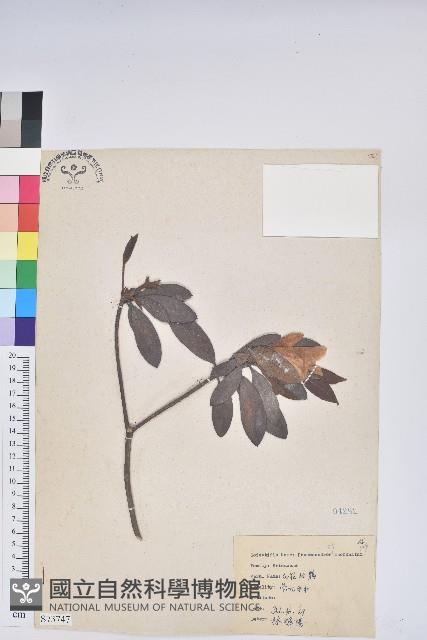 白花杜鵑藏品圖，第1張