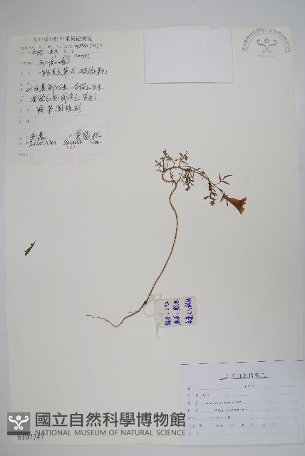 角蒿藏品圖，第1張