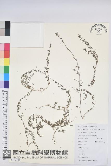 地錦藏品圖，第1張