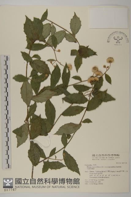 大頭艾納香藏品圖，第1張