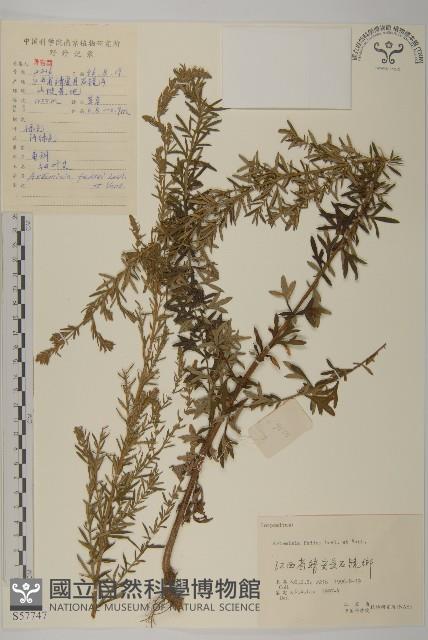 小艾藏品圖，第1張