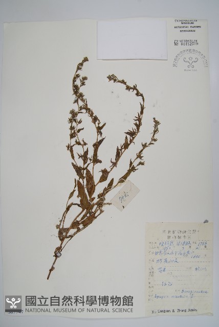 狼紫草藏品圖，第1張