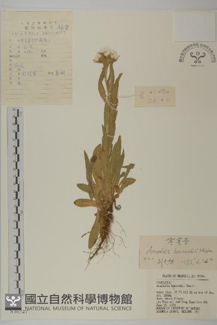 零零香藏品圖，第1張