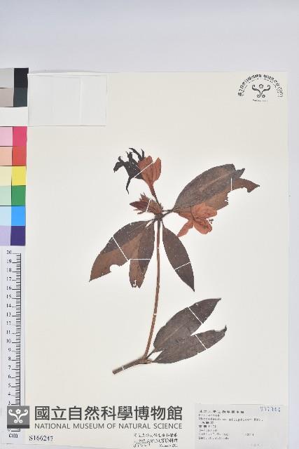 Taiwan Rhododendron Collection Image