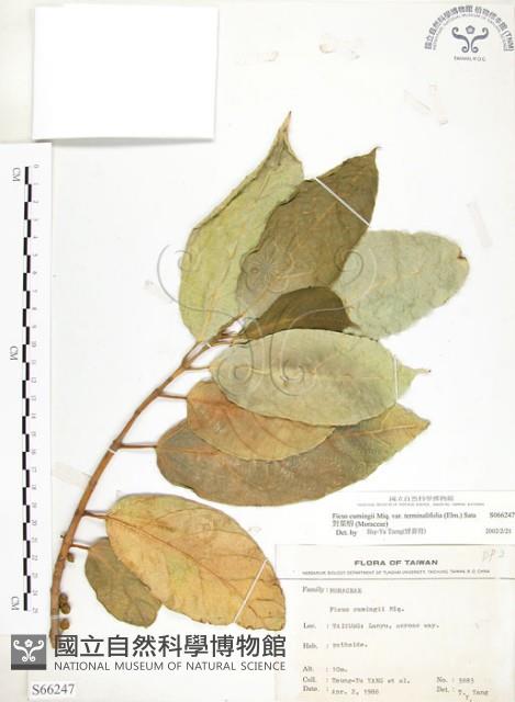 對葉榕藏品圖，第1張