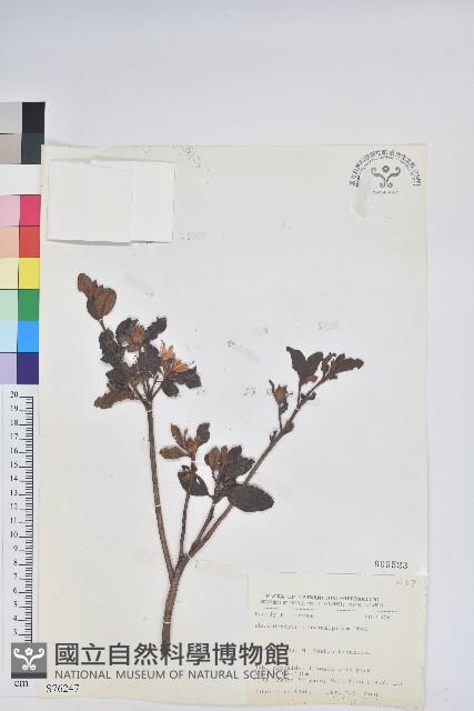 臺灣高山杜鵑藏品圖，第1張