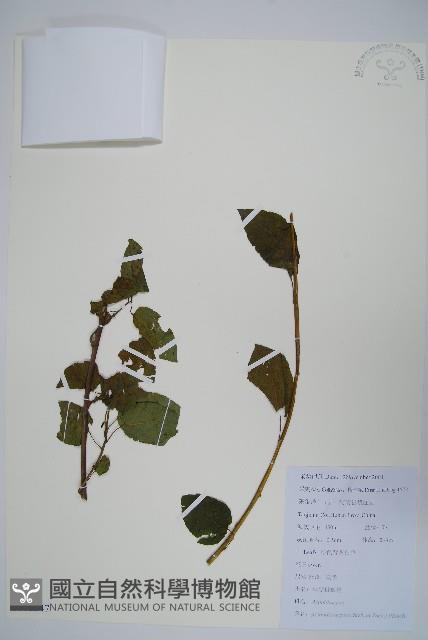 軟棗獼猴桃藏品圖，第1張