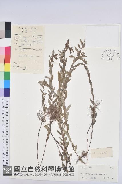 擬葉下珠、細葉油柑藏品圖，第1張