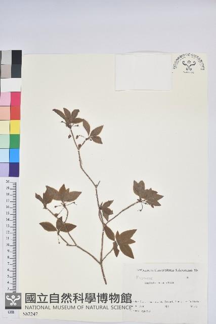 登錄號:S082247藏品圖，第1張