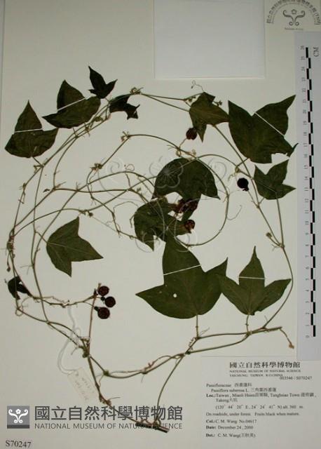 三角葉西番蓮藏品圖，第1張