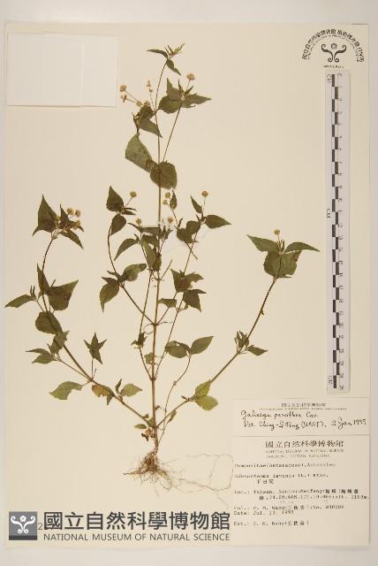 小米菊藏品圖，第1張