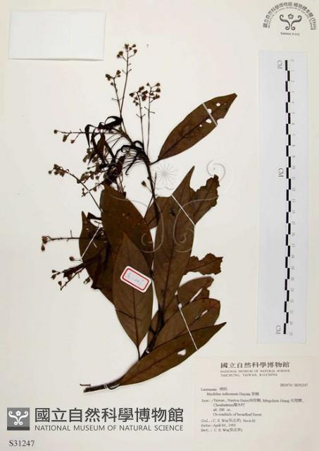 香楠藏品圖，第1張