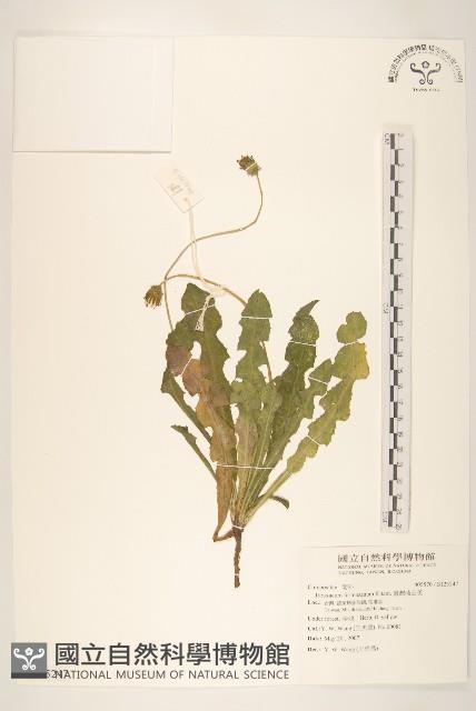 臺灣蒲公英藏品圖，第1張