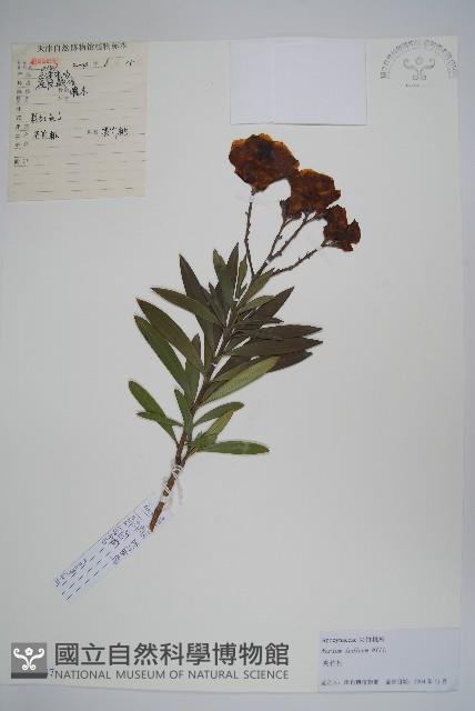 夾竹桃藏品圖，第1張