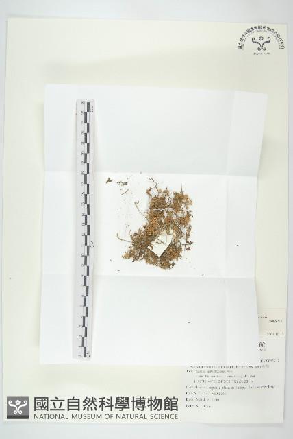 翅果假吐金菊藏品圖，第1張